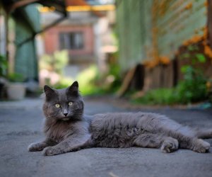 В Вильнюсе установят 90 специальных будок для беспризорных котов 
