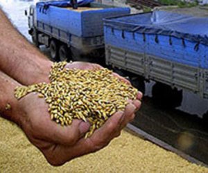 Перевозчики зерна в этом году будут конкурировать за грузы