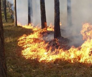 Латвия благодарит Литву за помощь в тушении лесных пожаров