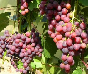 Виноградари добиваются включения Литвы в список стран, производящих вина 