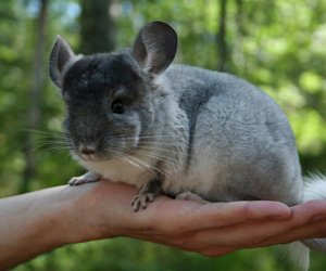 Члены Сейма Литвы предлагают запретить разведение животных ради меха