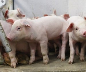 Глава ГПВС: Польша, запретив ввоз свинины и свиней из Литвы, вероятно, защищает свой рынок
