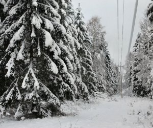 В качестве компенсации за земли в Литве жители смогут просить и леса