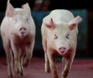 Польша официально отозвала запрет на импорт литовских свиней