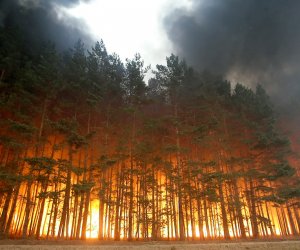 Лесники предупреждают, что опасность пожаров в Литве остается высокой