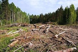 Расширение полигонов: Кабмин разрешил вырубку лесов в Швянченском и Йонавском районах