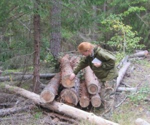 Чьё теперь лесное богатство?