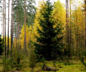 Крупнейшие лесовладельцы в Литве – IKEA, финское предприятие и Dzukijos miskas