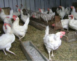 Ветинспекция: польское мясо птицы, зараженное гриппом, не попадает в Литву – 