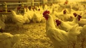 В связи с распространением птичьего гриппа в Польше проверят и литовские птицефабрики