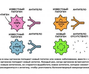 Всемирная организация здравоохранения (ВОЗ): Как действуют вакцины?