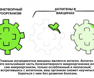 Всемирная организация здравоохранения (ВОЗ): Как действуют вакцины?