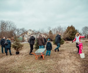 В Вяркяй началась посадка Рождественского леса, это первый такого рода лес в мире