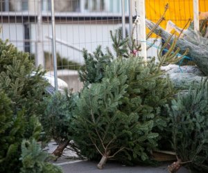 В этом году цены на новогодние елки не поднимутся
