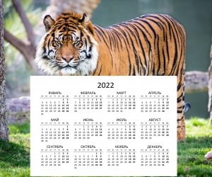 Готовы ли вы к встрече года Тигра?