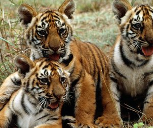 Год тигра: как помирить человека и дикую природу