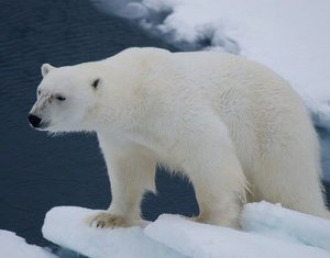 ЮНЕП: таяние морского льда ускоряется