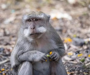 В Великобритании уже десятки заболевших оспой обезьян