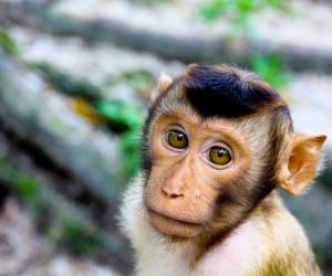 В Латвии зарегистрированы два случая заболевания обезьяньей оспой