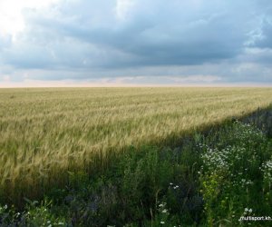 Поля залиты дождем