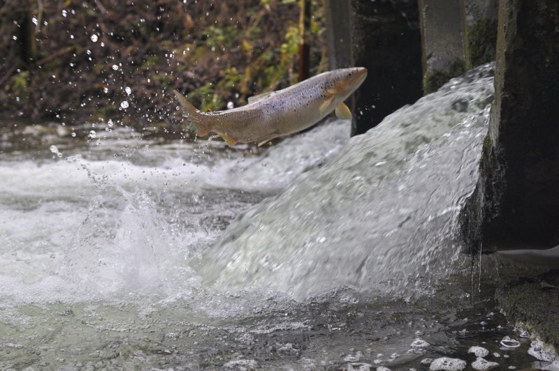 В Литве из-за угрозы икре лососевых рекомендуют не плавать по обмелевшим рекам