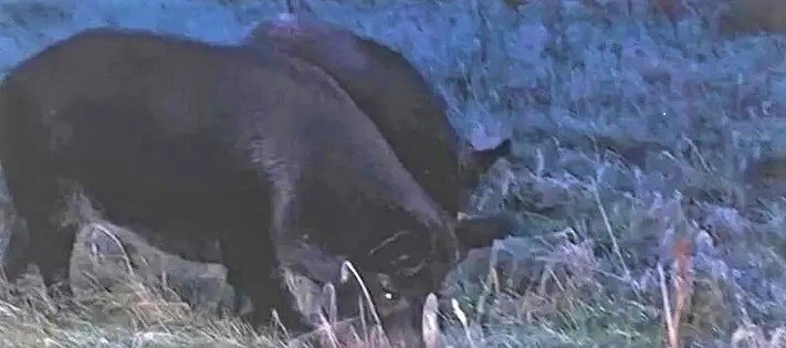 Стадо свиней держит в страхе жителей британского городка