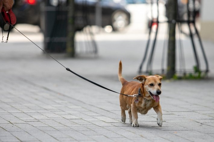 Группа депутатов Сейма требует запретить постоянно держать собак на привязи