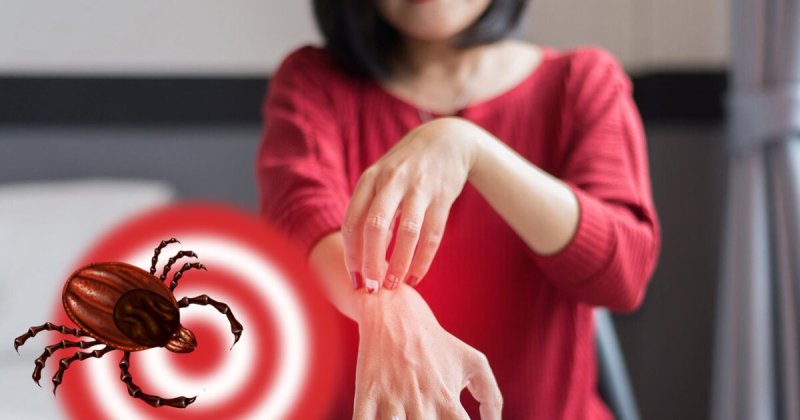 5–7 сентября можно провериться на болезнь Лайма